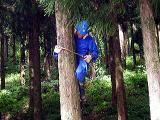 青のヘルメットを被り作業着を着た男性が木に登り作業をしている写真