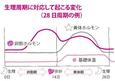 生理周期に対して起こる変化のグラフ