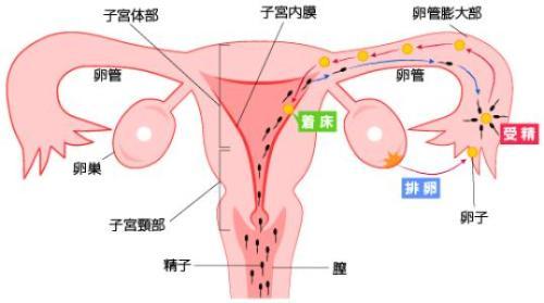 子宮部位説明図