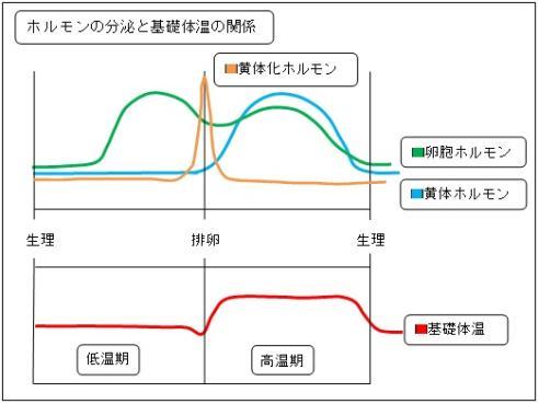 ホルモンの分泌と基礎体温の関係のグラフ