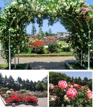 上1枚目：白薔薇のトンネルの向こうにバラの花壇がある写真、左下2枚目：赤や白いバラが咲き誇る花壇の写真、右下3枚目：縁が濃いピンク色の白いバラの写真