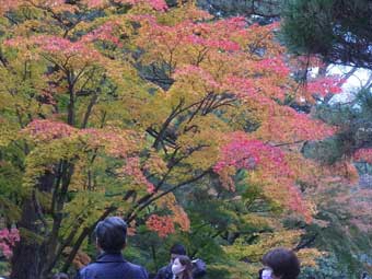 山崎山下苔地に生えている樹木の葉が、赤や黄色に色づき始め観光客が見ている写真