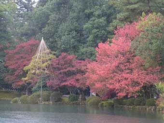 霞ヶ池畔沿いに生えている木々の葉が、紅く染まっている紅葉の写真