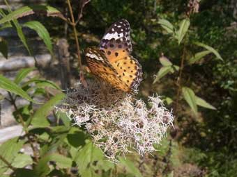 白い小さな花びらを房状に多数咲かせるフジバカマの花に蝶がとまっている写真
