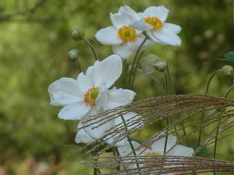 真っ白な花弁をつけたシュウメイギクの花をアップで撮影した写真