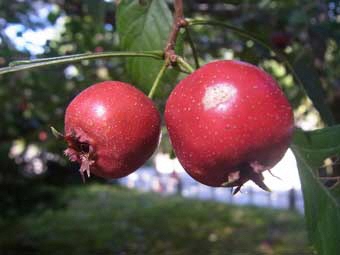 1つの枝に2つの赤い実をつけたサンザシの写真