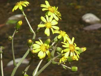 菊に似た黄色い花びらをつけた、ツワブキの花を水辺をバックに撮影した写真