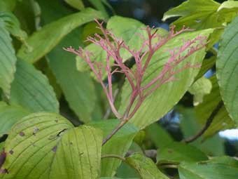 実が落ちて、楕円形の葉と、赤褐色の枝だけが残ったクマノミズキの写真