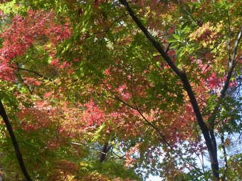 樹木の葉が、緑色に少しずつ赤く色づき始めている山崎山下苔地の紅葉の写真