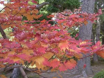 梅林の葉が、鮮やかな赤色と橙色に染められてきたのをアップで撮影した写真