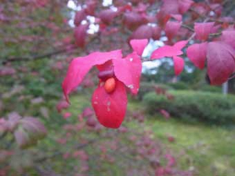 鮮やかな赤色に染まってきた、コマユミの葉をアップで撮影した写真