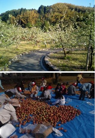 上1枚目：果実の木々が並ぶ道の写真、下2枚目：ビニールシートに置かれたたくさんのリンゴを仕分ける様子の写真
