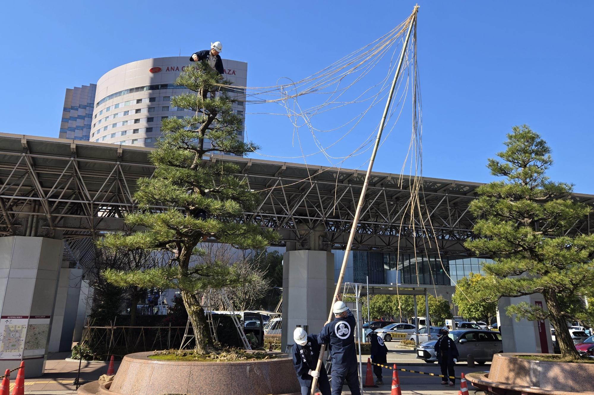 公園・街路樹の雪吊り取り外し作業