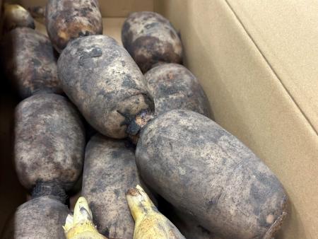 加賀れんこんの初せりがありました