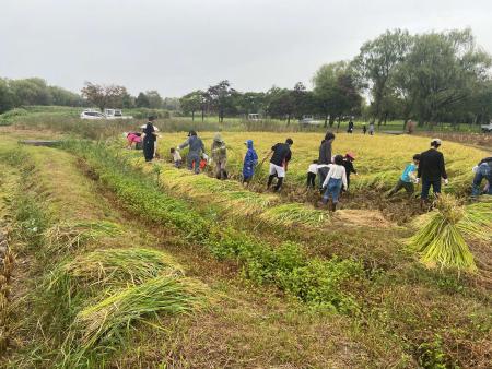 こなん水辺楽校「稲刈り体験」