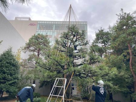 公園、街路樹の雪吊り作業が始まりました