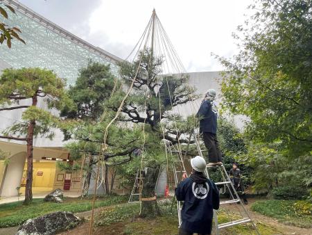 公園、街路樹の雪吊り作業が始まりました