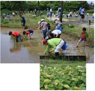 上1枚目：水田に子供や大人が田植えをする様子の写真、下2枚目：蓮の葉が一面に生えている様子の写真