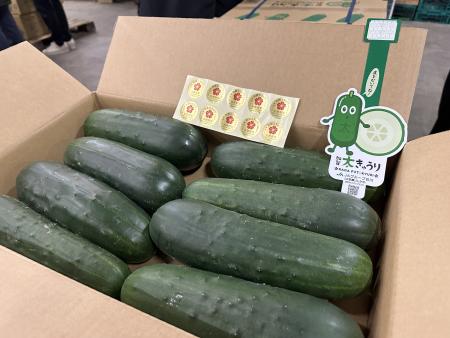 加賀野菜「加賀太きゅうり」初せり