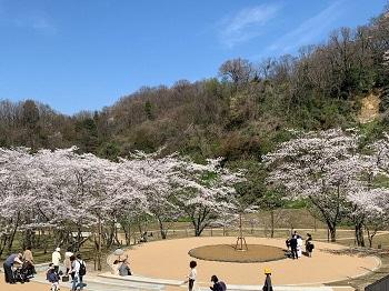 森の中で円上の広いスペースを囲うように桜の木々が並ぶ様子の写真