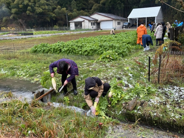 「だいこんオーナー制度」の収穫体験