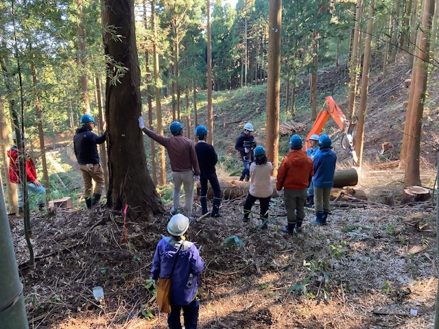 市営造林の主伐見学会