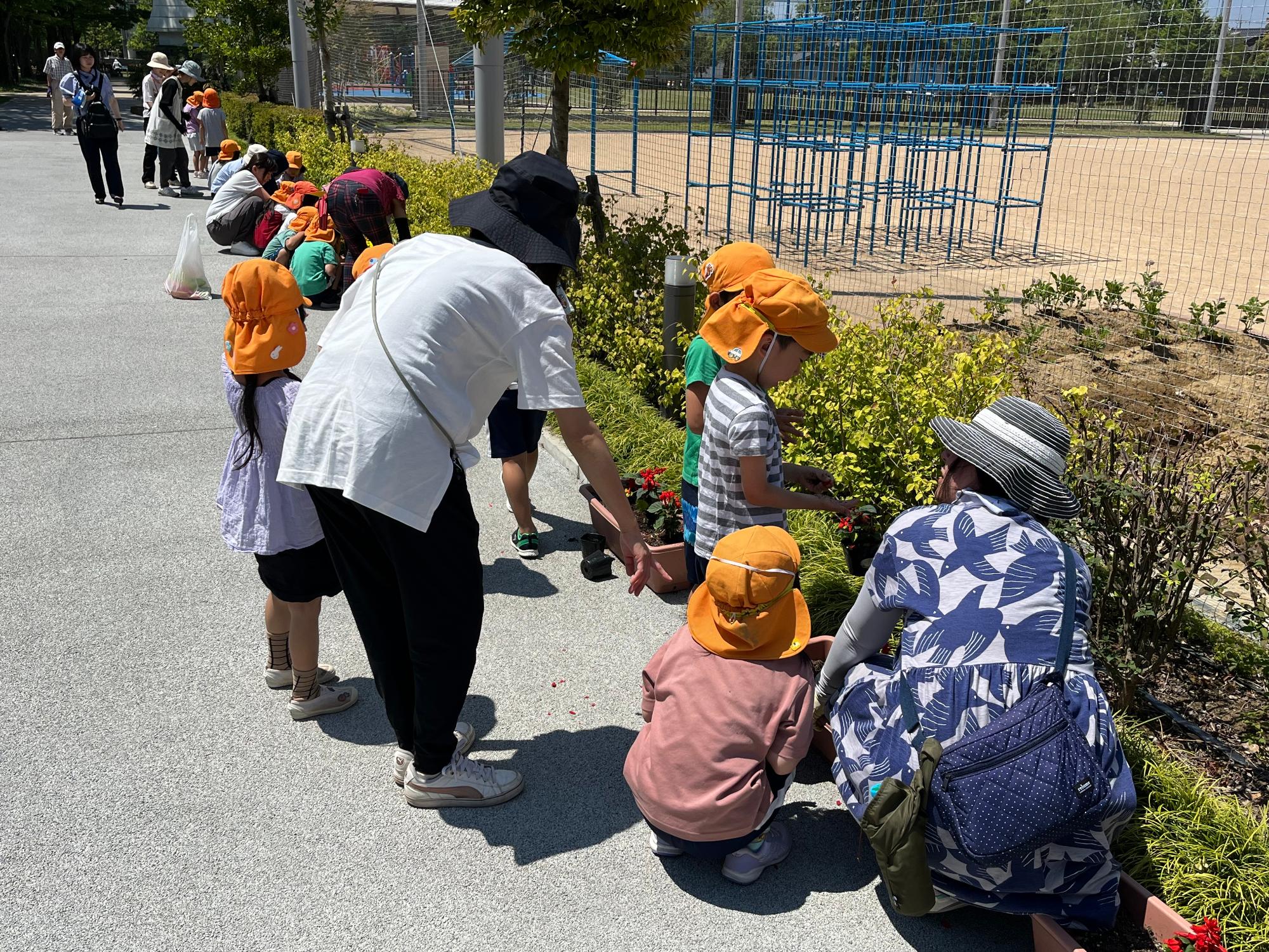 緑化ボランティアによる園児との夏花植えの協働実施