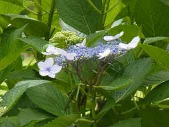 淡い青紫色の花をつけたガクアジサイの花をアップで撮影した写真