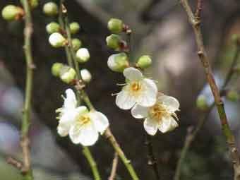 白色の花弁の青軸（梅）の花をアップで撮影した写真