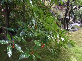 大きな葉に小さくて赤い実をつけた、アオキの写真