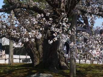 白い花が咲いている旭桜の木の写真