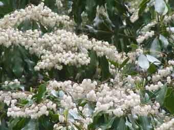 枝先に壺形の白い小花を総状に沢山つけたアセビの花の写真