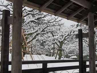 庭園の梅林に雪が降り積もった幻想的な景色を、建物の軒下から撮影した写真