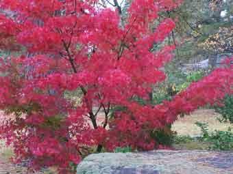 梅林に生えている木の葉が鮮やかに紅く色づいている写真