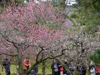 梅林に咲く、白色とピンク色の満開の梅の花を見学に来ている人達の写真