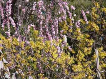 淡いピンク色の花弁を咲かせる梅林の花の写真