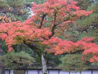 大きな木の葉が紅く色づいている写真