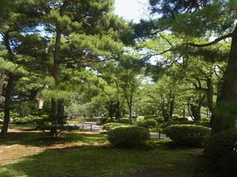 沢山の松の木と桜の木が植えられた千歳台の写真