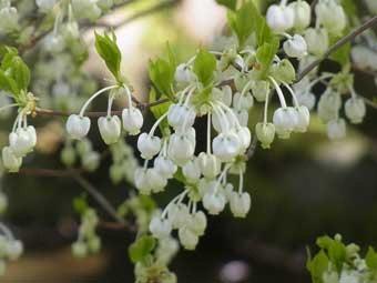 白い壺形のかわいらしい小花が枝から垂れ下がるように咲いているドウダンツツジの写真