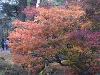 葉がオレンジ色や赤色に染まっている、ドウダンツツジの写真