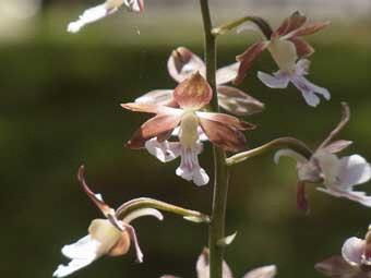 茶色と白の花を咲かせているエビネの写真