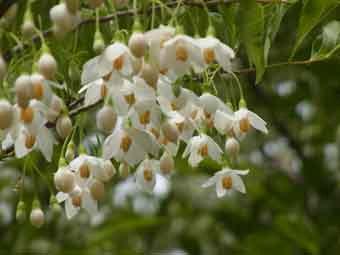 白い清楚な花が枝いっぱいに咲いているエゴノキの花をアップで撮影した写真