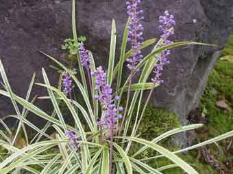 淡紫色の小さな花を穂状に咲かせたフイリヤブランの写真