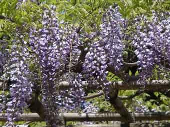 紫色の長い穂のような花序を垂れ下げてつける藤の花をアップで撮影した写真