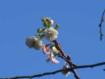 青空の下、白色の小ぶりの花をつけた冬桜が咲き始めた写真