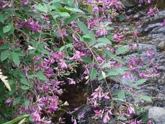小川沿いに多数の赤紫色の花を咲かせたハギの写真