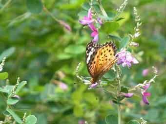 ピンク色で蝶型の花弁をつけた、ハギの花に蝶がとまり蜜を吸っている写真
