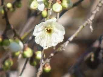 白色の花弁が咲くしだれ梅をアップで撮影した写真
