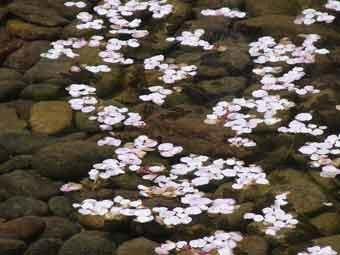 散った花びらが水の上に浮かんでいる写真