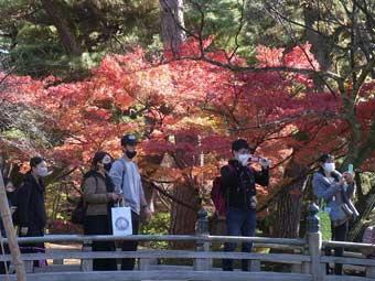 園内の木々が赤く染まっている様子を、花見橋の上からカメラで撮影している観光客の写真